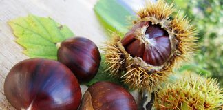 Castagne fanno ingrassare