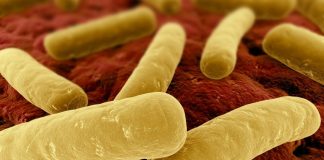 Clostridium difficile Terapia