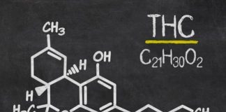 thc nel sangue quanto resta