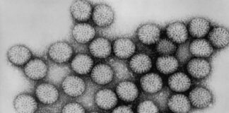 Rotavirus: cos'è e quale malattia provoca