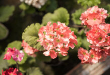 pelargonio