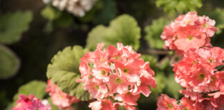 pelargonio